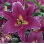Lily 'Blue Wonder'