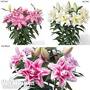 Lily 'Roselily' Collection