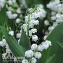 Lily of the Valley