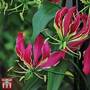 Climbing Flame Lily (House Plant Seeds)