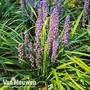 Liriope muscari 'Moneymaker'