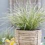 Lomandra 'White Sands'