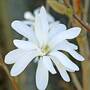 Magnolia stellata