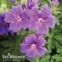 Geranium ' magnificum