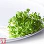 Microgreens Mizuna 'Green Mix'