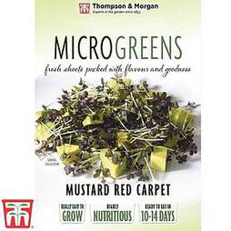 Microgreens Mustard 'Red Carpet'