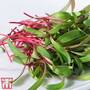 Microgreens Swiss Chard 'Red Chard'