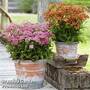 Achillea Milly Rock Collection