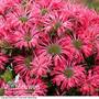 Monarda 'Electric Neon Pink'