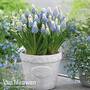 Muscari armeniacum 'Mountain Lady'