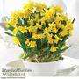 Narcissus 'Tete a Tete' - Gift