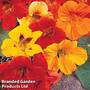 Nasturtium 'Double Mixed' (Seeds)