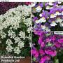Nemesia Ladies Collection