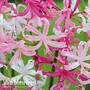 Nerine bowdenii 'Mixed'