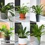 Nurseryman's Choice Indoor Fern Mix