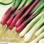 Spring Onion 'Red and White Mixed'