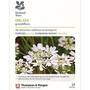 Orlaya grandiflora (National Trust)