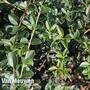 Osmanthus delavayi