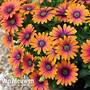 Osteospermum 'Purple Sun'