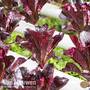 Lettuce 'Outredgeous' (Romaine)