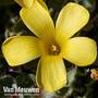 Oxalis melanosticta 'Ken Aslet'