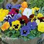 Pansy 'Universal Mixed' F1 Hybrid