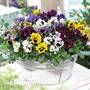 Pansy 'Frizzle Sizzle'