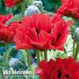 Poppy 'King Kong'
