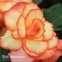 Begonia x tuberhybrida 'Giant Picotee Papilio'