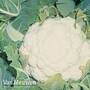 Cauliflower 'Pavilion' F1 Hybrid (Autumn)