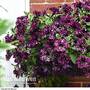Petunia 'Pegasus Wine Splash'
