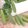 Pea 'Bingo' (Early Maincrop) - Kew Collection Seeds