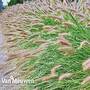 Pennisetum alopecuroides