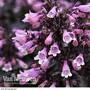 Penstemon 'Dark Towers'
