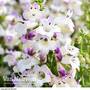 Penstemon 'Harlequin Lilac'