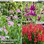 Penstemon 'Ice Cream Collection'