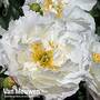 Peony 'Miss America'