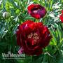Peony 'Buckeye Belle'