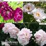 Tree Peony Collection