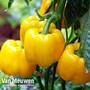 Sweet Pepper 'Capino'