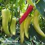 Chilli Pepper 'Hot Banana'