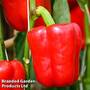 Sweet Pepper 'Solario' F1 (Grafted)