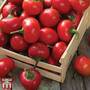 Pepper 'Ciliega Piccante'