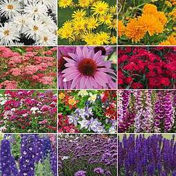 Perennial Eternal Flowering Collection
