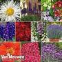 Perfect Perennial Collection