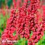 Persicaria amplexicaulis 'JS Caliente'