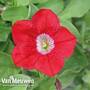 Petunia 'Surfinia® Deep Red'