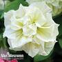 Petunia 'Susanna' (Tumbelina Series)