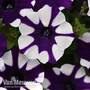 Petunia 'Purple Tie Dye'