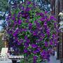Petunia 'Surfinia Blue'